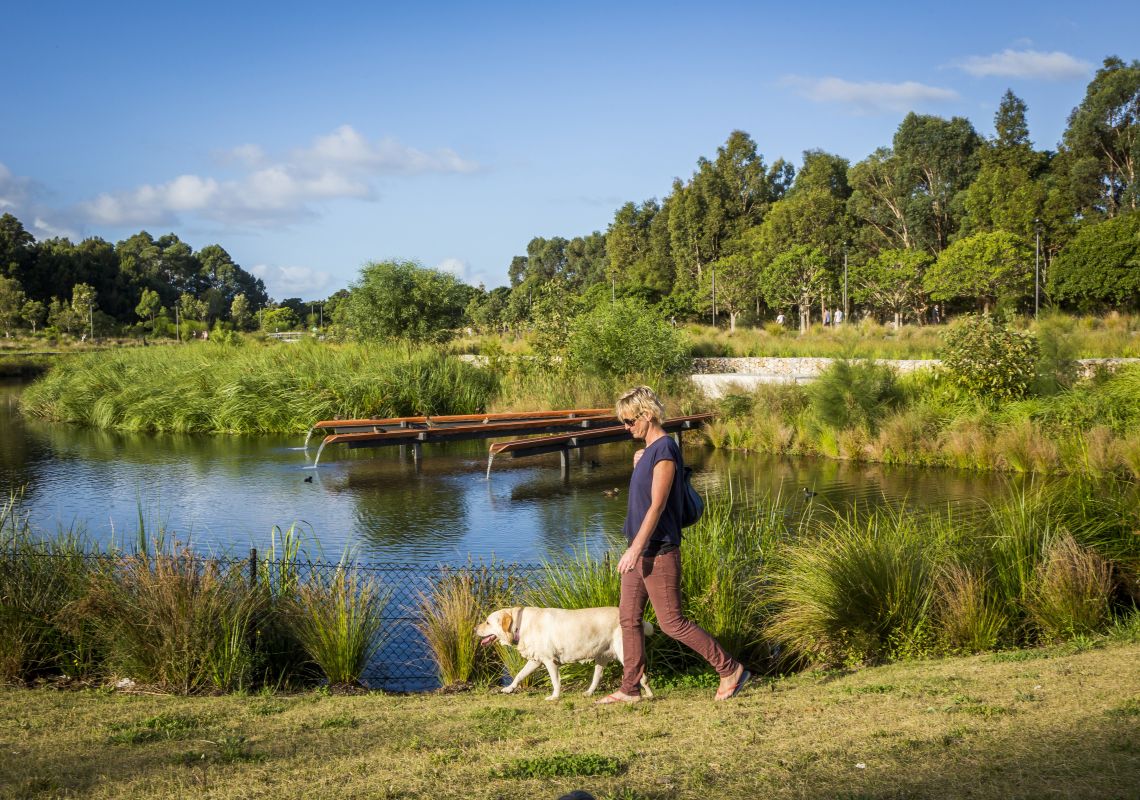Sydney Park, St Peters Woman walking her dog by the picturesque wetlands located in the award-winning Sydney Park in St Peters, Moore Park