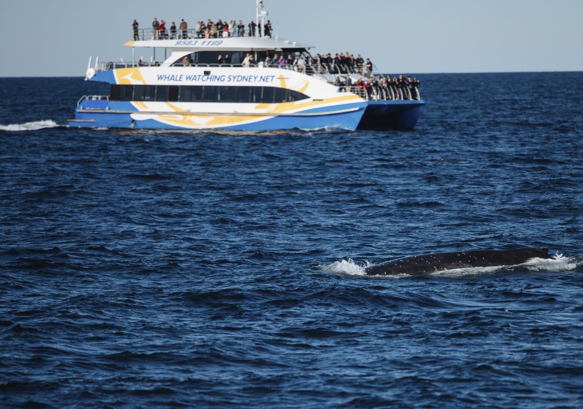 Humpback whale spotted off Sydney Heads on its annual migration along the NSW coastline