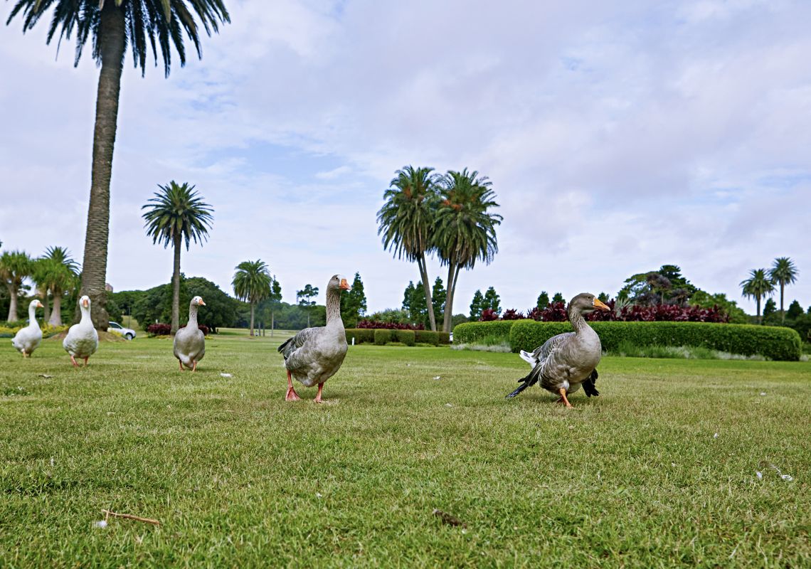 Centennial Parklands, Moore Park Resident ducks waddling across the lawns in Centennial Parklands, Moore Park