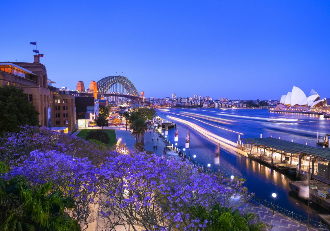 Jacarandas, Sydney Harbour Jacaranda trees blooming in First Fleet Park at The Rocks in Sydney Harbour, Sydney City