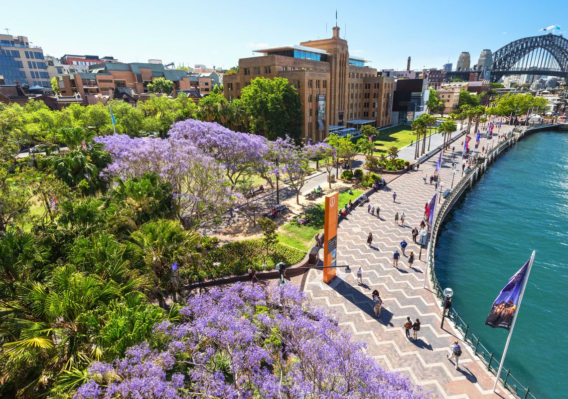 Jacarandas in Spring bloom, Sydney Jacarandas in bloom in Sydney. View of Circular Quay, Sydney