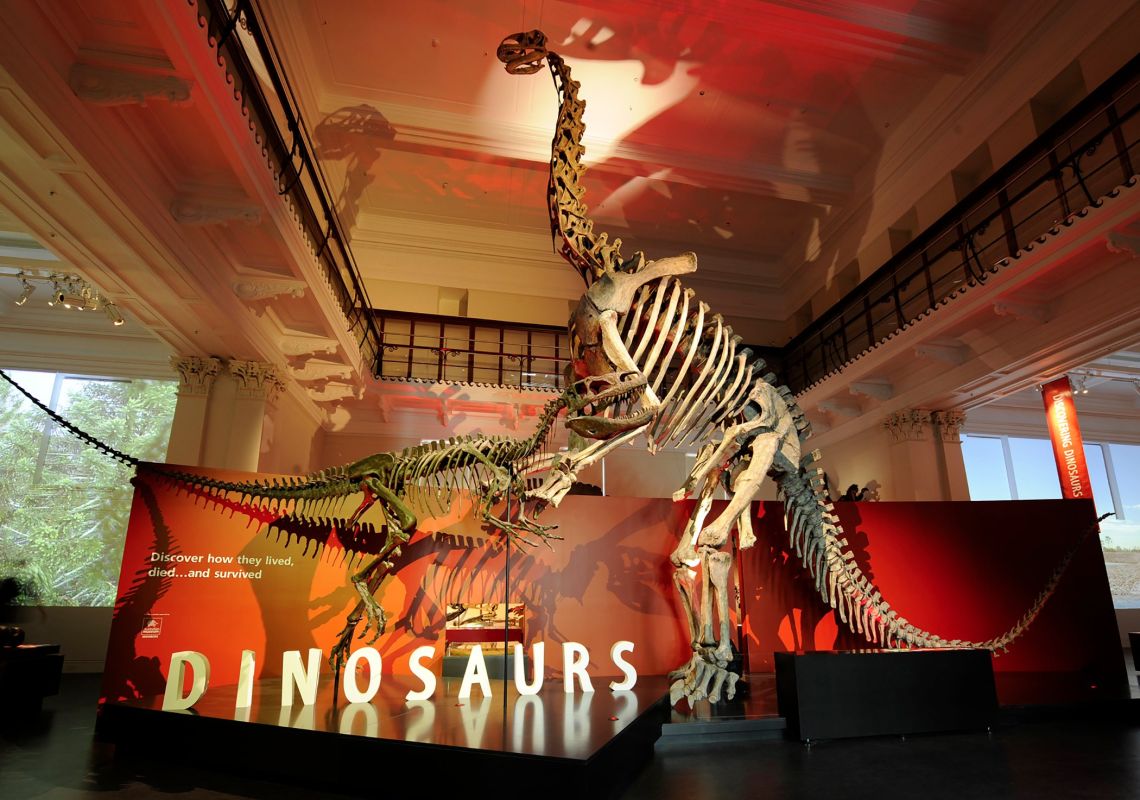 Australian Museum, Sydney City Dinosaur skeletons on display at Australian Museum in Sydney City