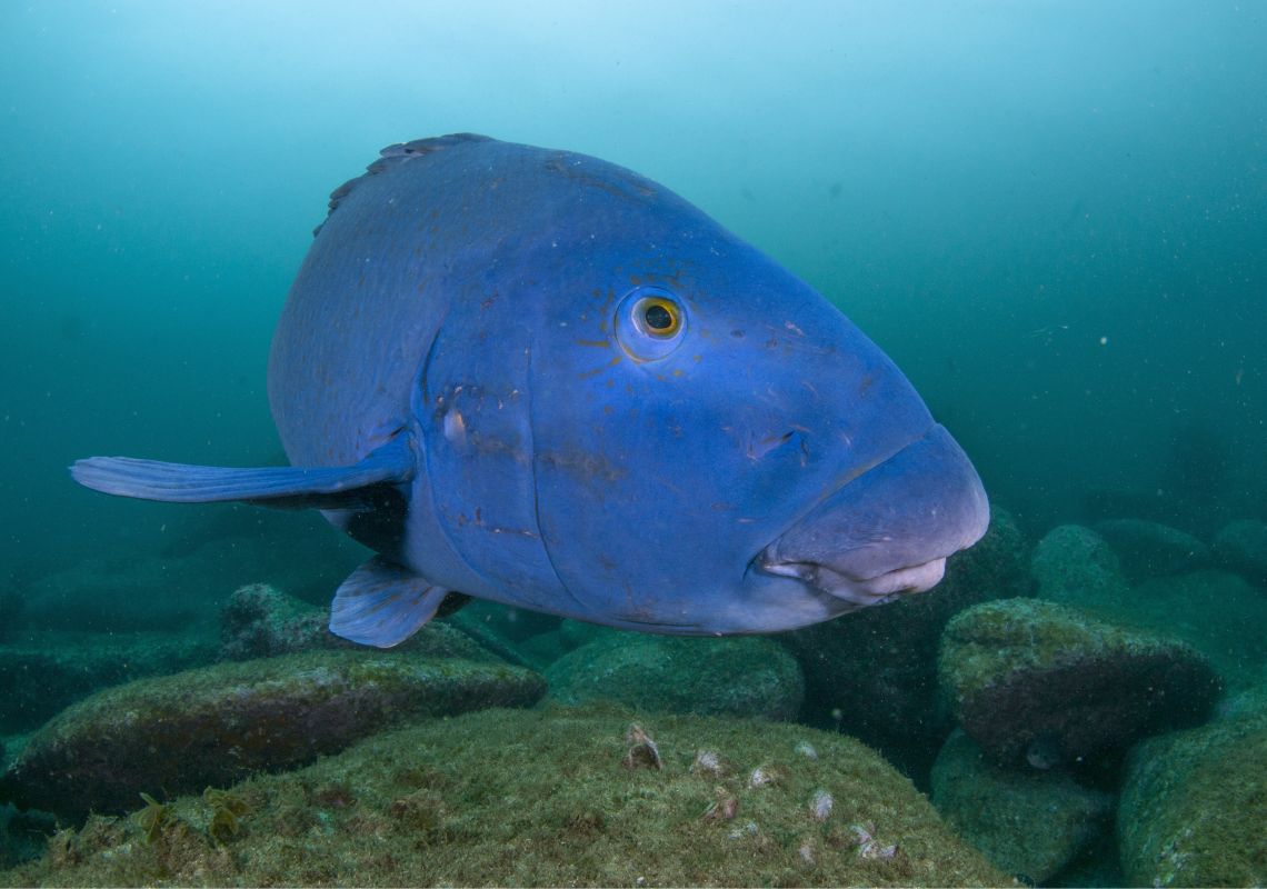 Shelly Beach, Manly Local Eastern Blue Groper in Cabbage Tree Bay Aquatic Reserve, Manly