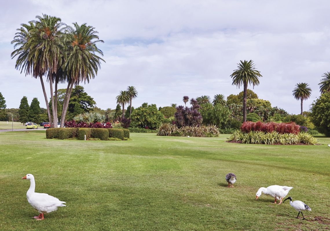 Resident ducks waddling across the lawns in Centennial Parklands 