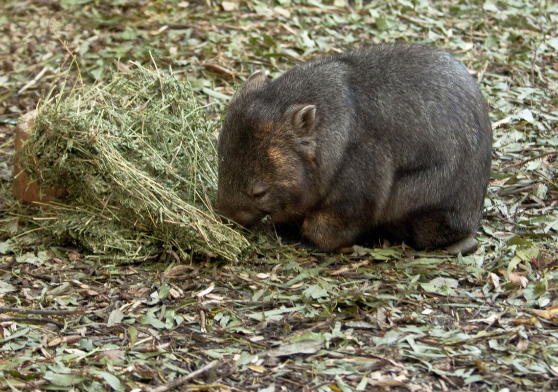 Wombat, Featherdale Wildlife Park A wombat at Featherdale Wildlife Park in Doonside, Sydney West