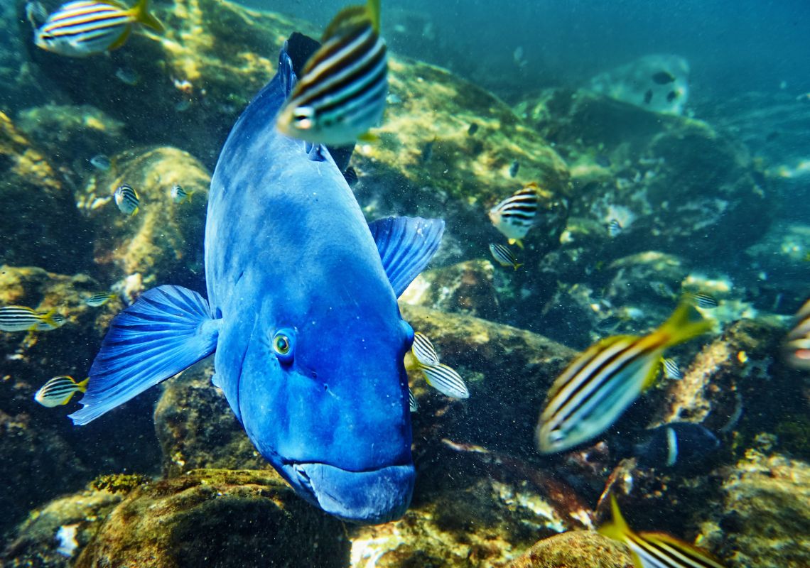 Cabbage Tree Bay Aquatic Reserve, Manly Groper swimming in Cabbage Tree Bay Aquatic Reserve in Manly