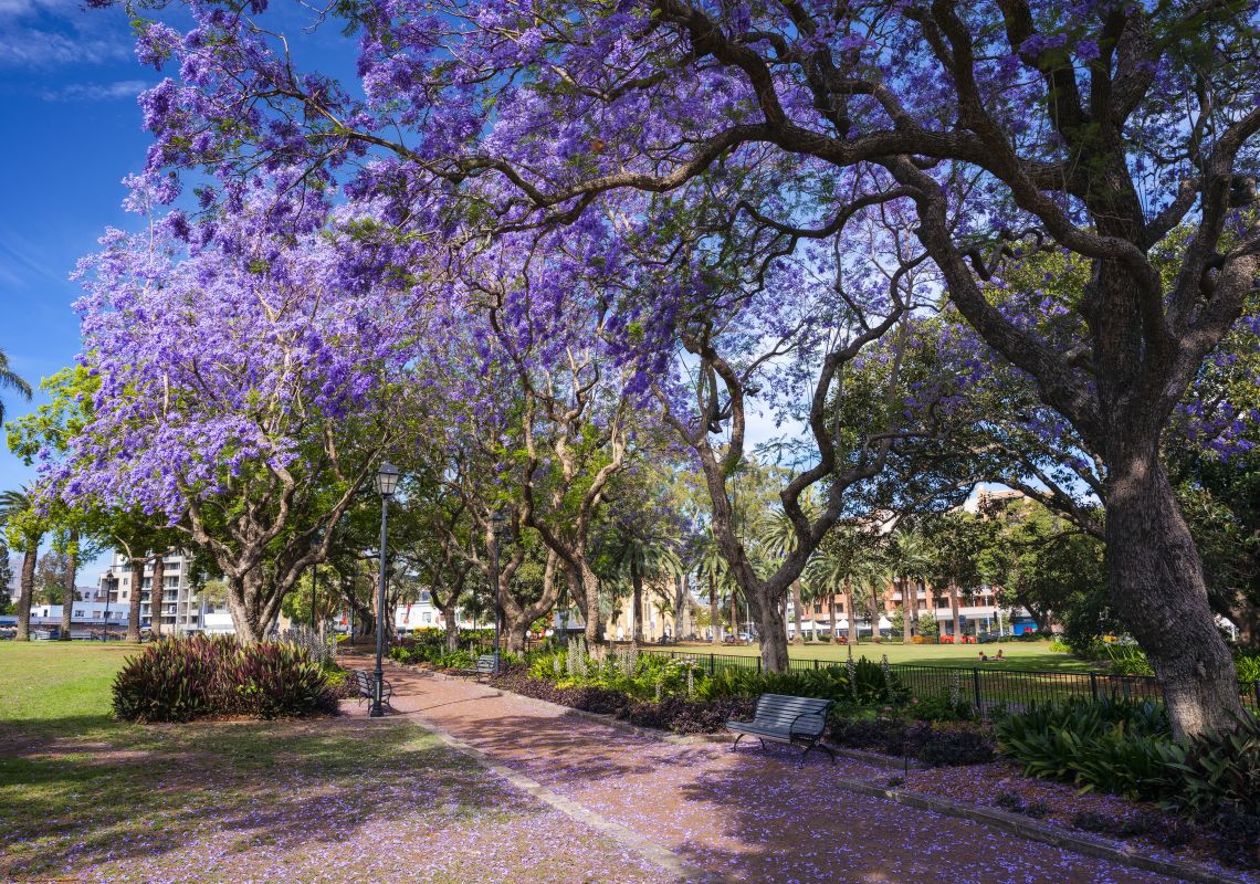 Jacarandas, Parramatta Jacaranda trees in full bloom in Prince Alfred Square in Parramatta, Sydney West