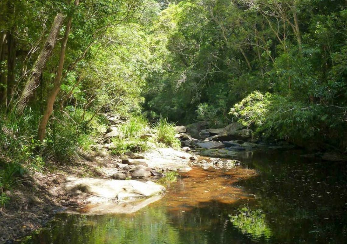 Forest Path, Royal National Park Forest Path at Royal National Park, Sydney South