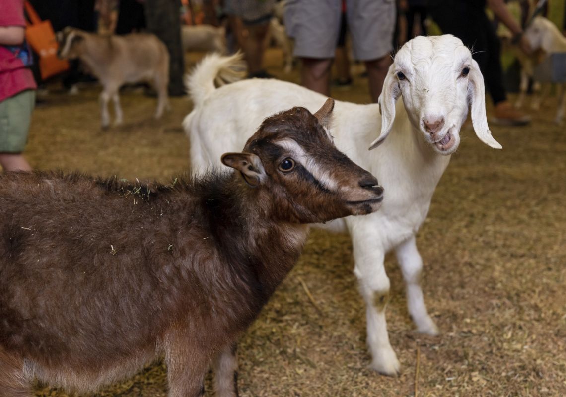 Sydney Royal Easter Show 2019, Sydney Farmyard animals at the 2019 Sydney Royal Easter Show, Sydney Showground at Sydney Olympic Park