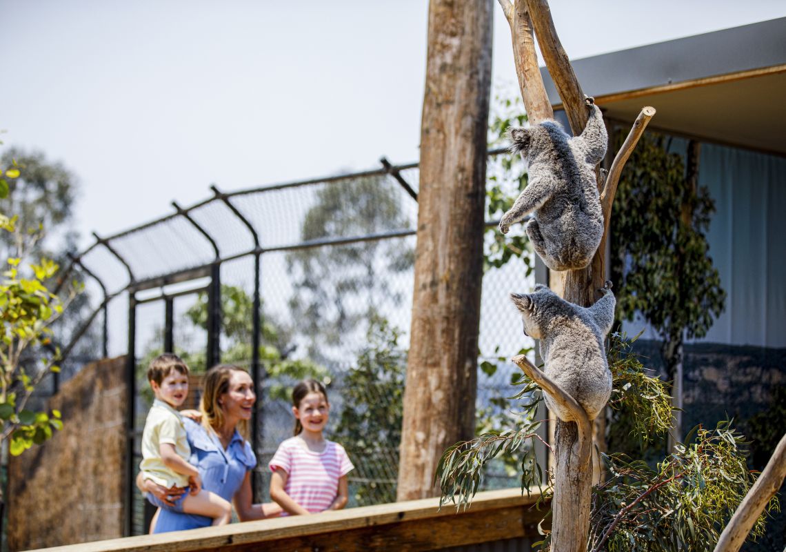 Sydney Zoo, Bungarribee Mother and children viewing the resident koalas at Sydney Zoo, Bungarribee in Sydney West