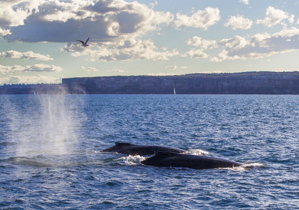 Whale Watching, Sydney Two humpback whales passing Sydney during their migration up the NSW coastline