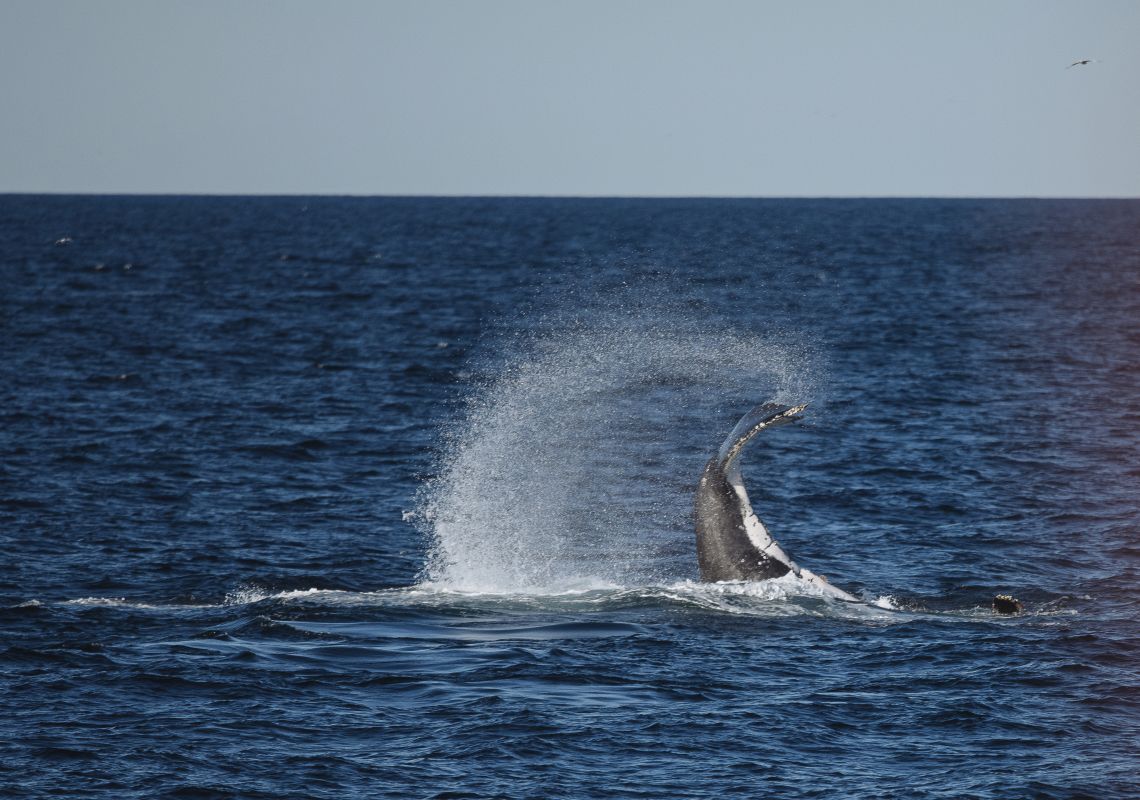Whale Watching, Sydney Humpback whale spotted off Sydney Heads on its annual migration along the NSW coastline