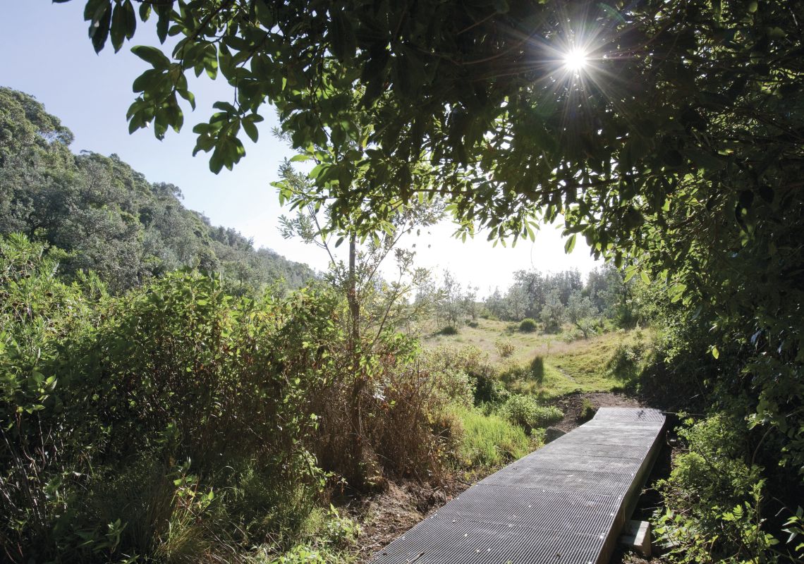 The Wodi Wodi Track in the Illawarra Escarpment State Conservation Area, Wollongong