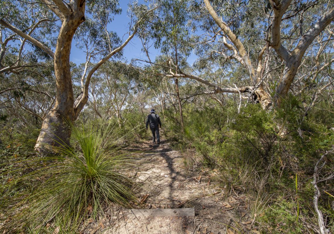 Pipeline and Bungaroo tracks to Stepping Stones Crossing, Garigal National Park
