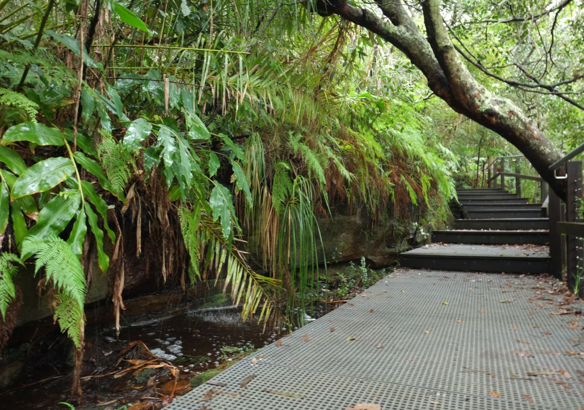 Bradleys Head to Chowder Bay walk passes through remanant Sydney rainforest near Taylors Bay