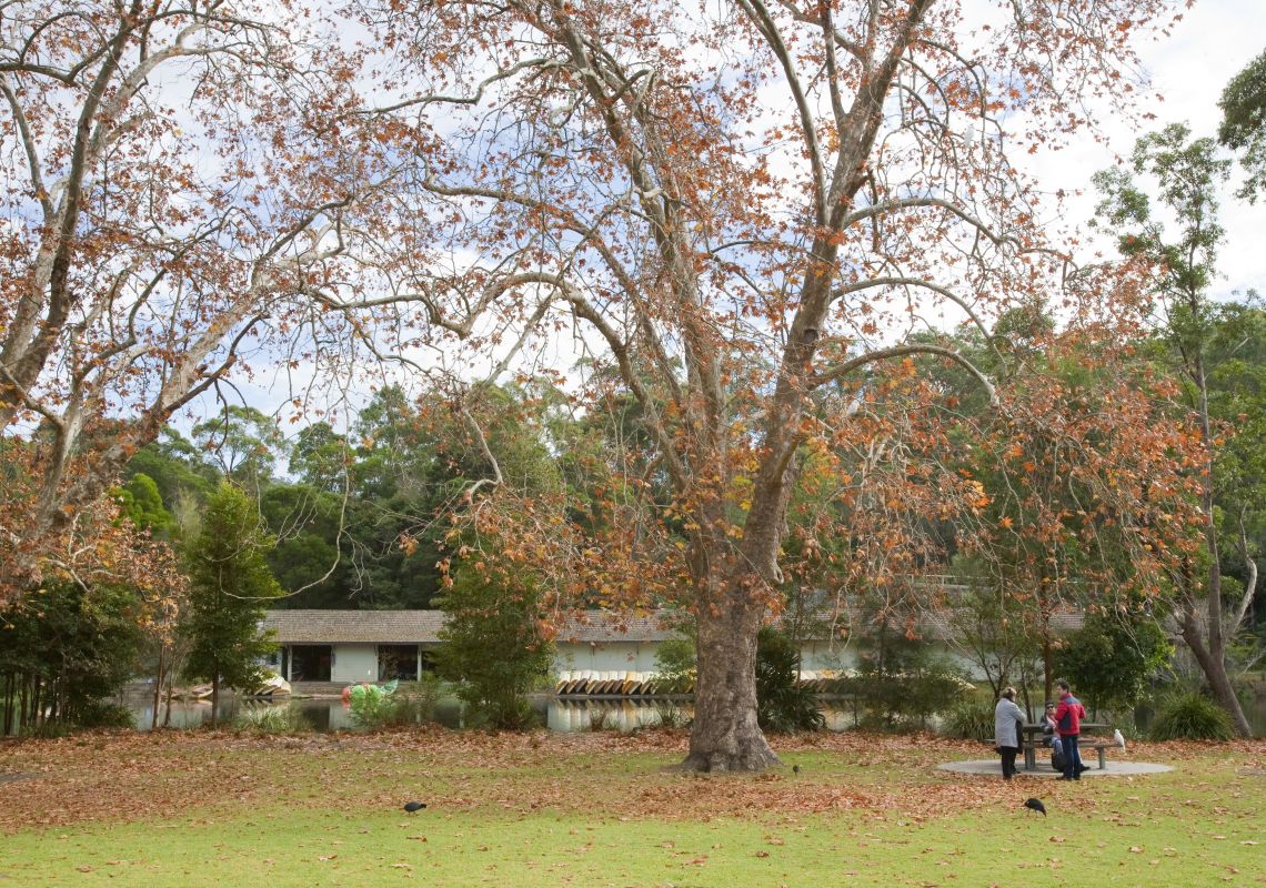 Ironbark Flat Picnic Area in Royal National Park 