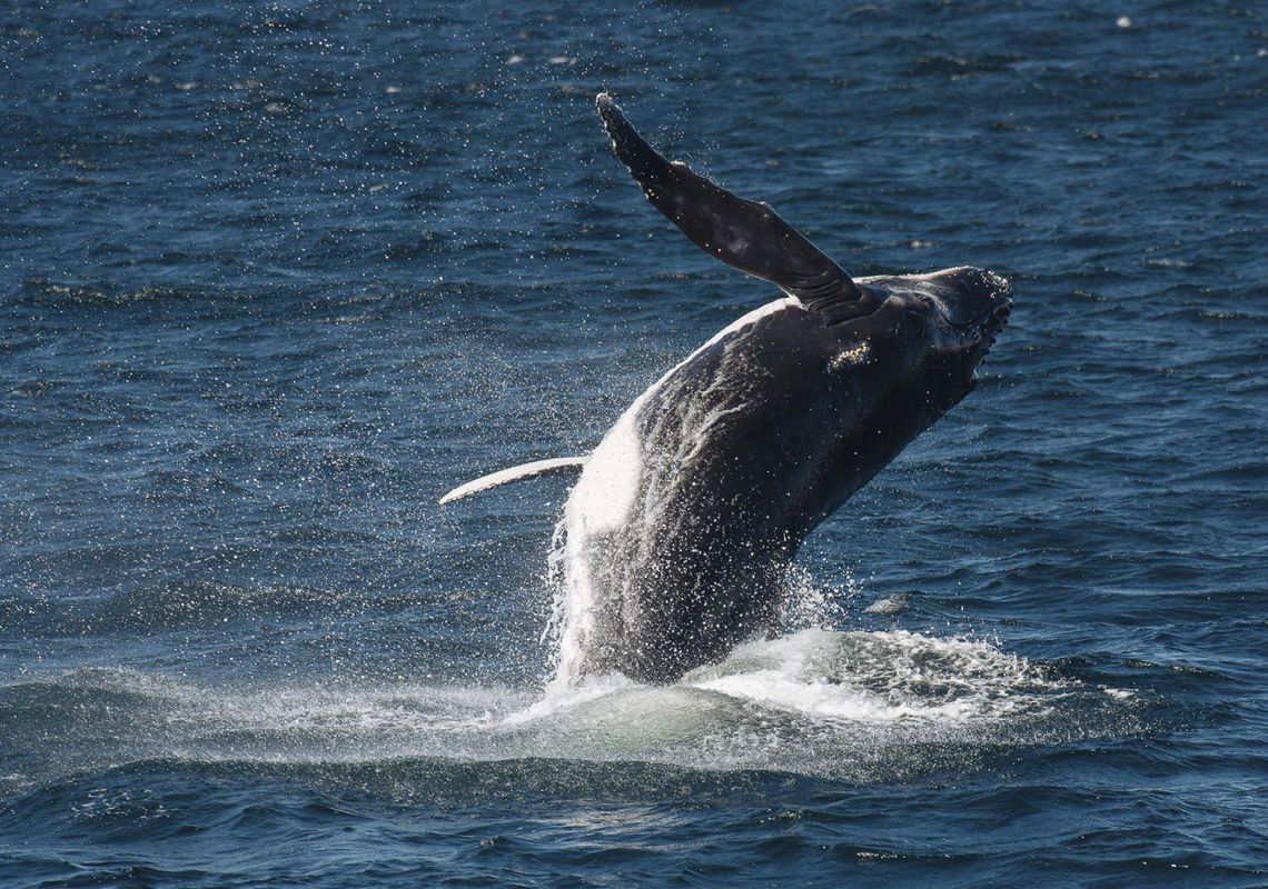Humpback whale breaching near Sydney Heads on its annual migration, Sydney