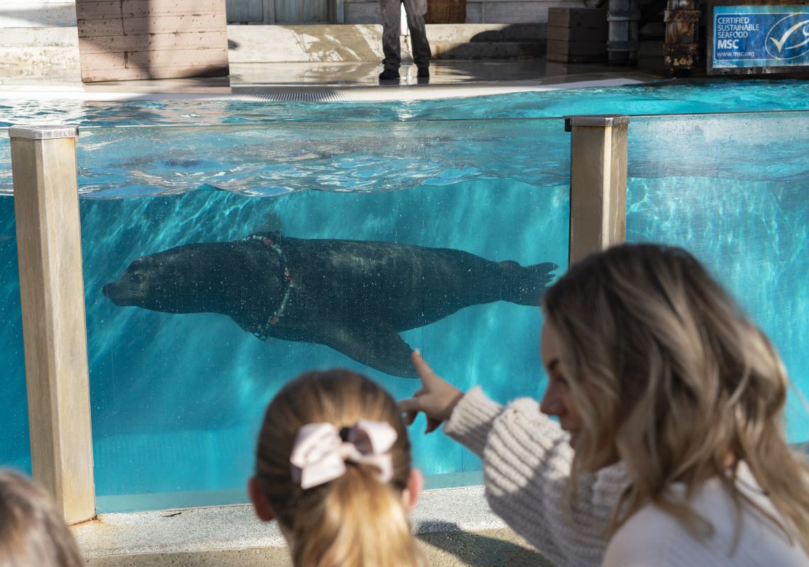Taronga Zoo, Mosman Family enjoying the seal show at Taronga Zoo, Mosman.