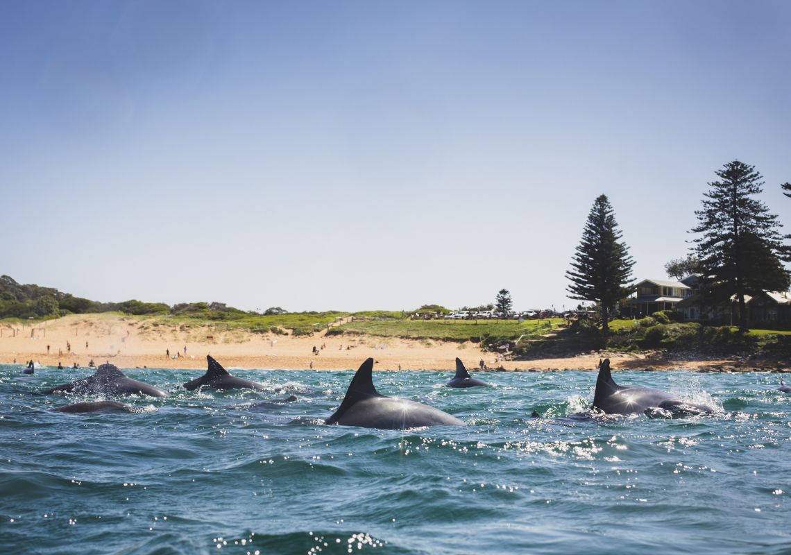 Dolphins swimming at Avalon Beach, Northern Beaches