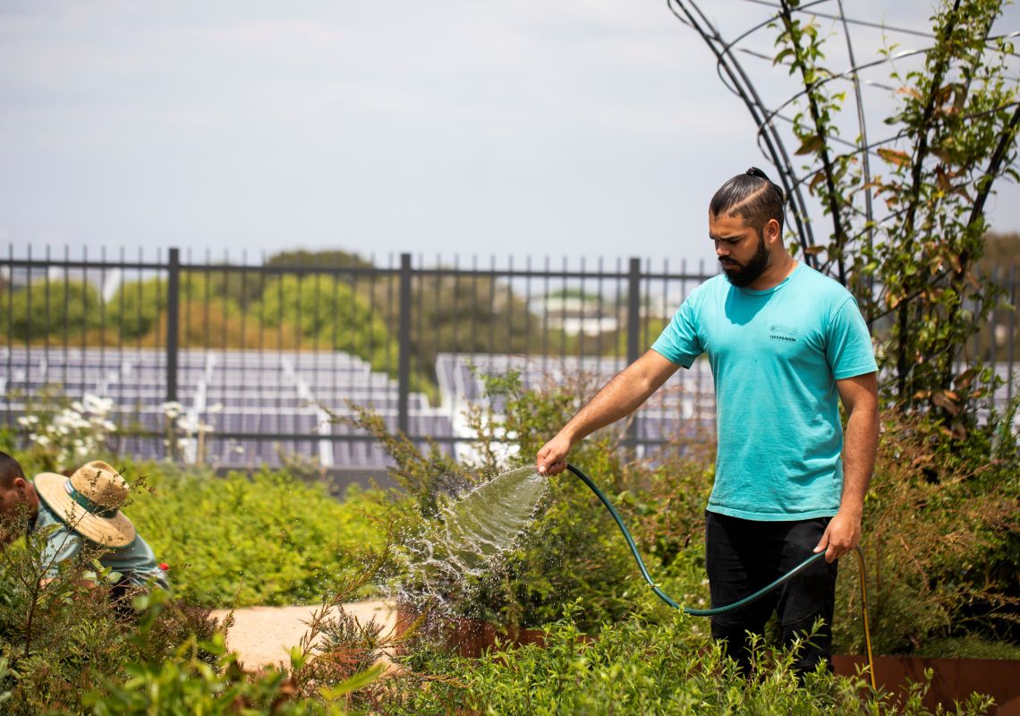 Yerrabingin, Eveleigh Man tending to the native indigenous bush plants at Yerrabingin Rooftop Farm in Eveleigh, Inner Sydney'