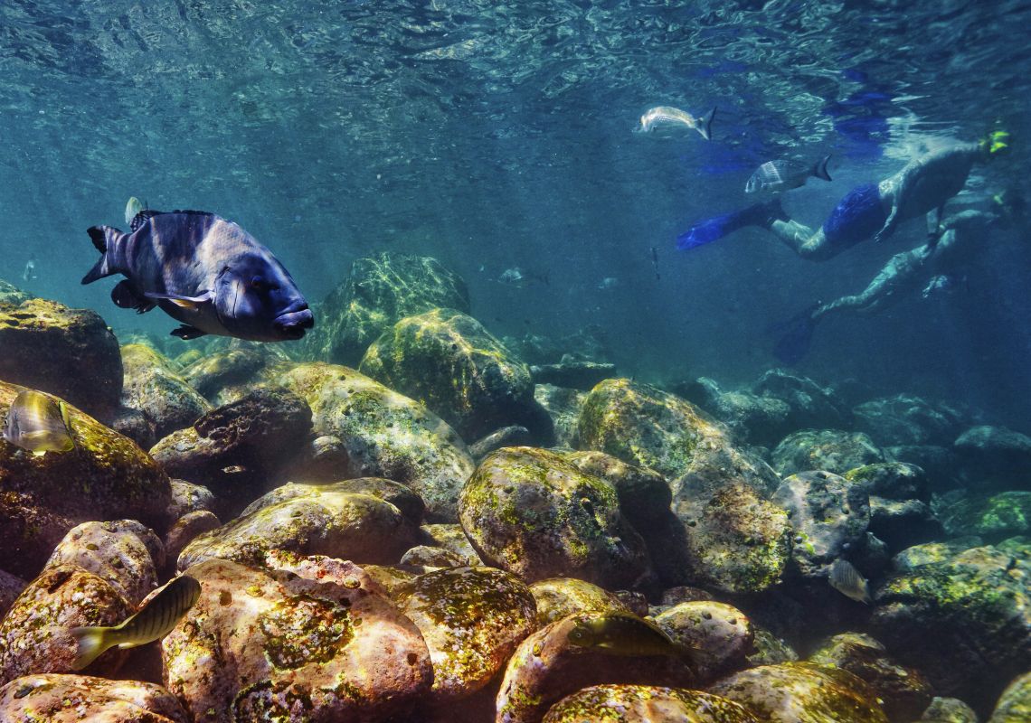 Groper swimming in Cabbage Tree Bay Aquatic Reserve, Manly with snorkellers nearby