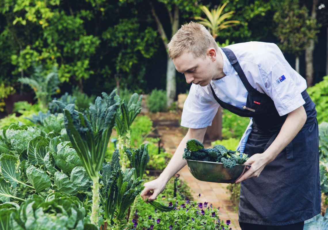 Chiswick Restaurant, Woollahra Head Chef Tom Haynes picking out greens in the kitchen garden within Chiswick Restaurant, Woollahra in Sydney's eastern suburbs