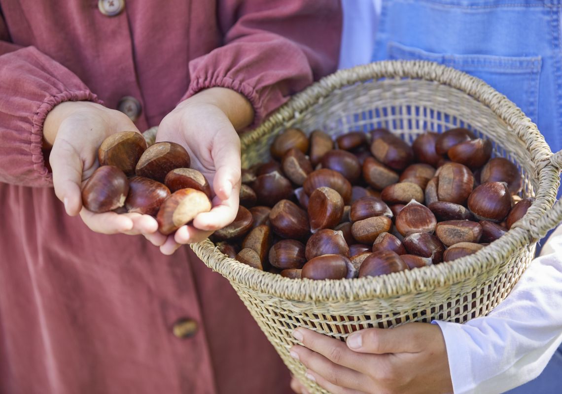 Young girl holding freshly picked chestnuts at Nutwood Farm, Mount Irvine, Sydney North