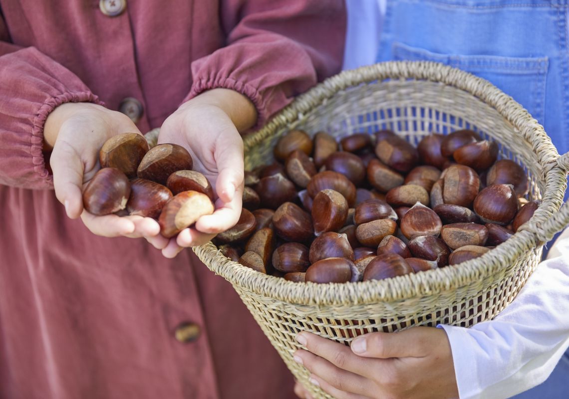 Nutwood Farm, Mount Irvine Young girl holding freshly picked chestnuts at Nutwood Farm, Mount Irvine, Sydney North