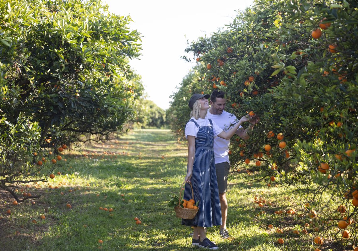 Couple enjoying a day of fruit picking at an orchard in Cornwallis in the Hawkesbury, Sydney North