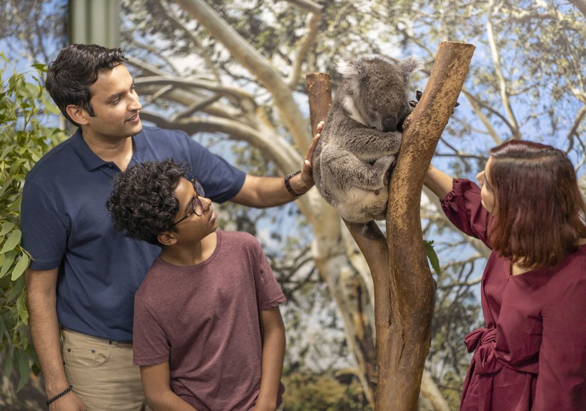Family enjoying a koala encounter at Featherdale Wildlife Park, Doonside in Sydney's west