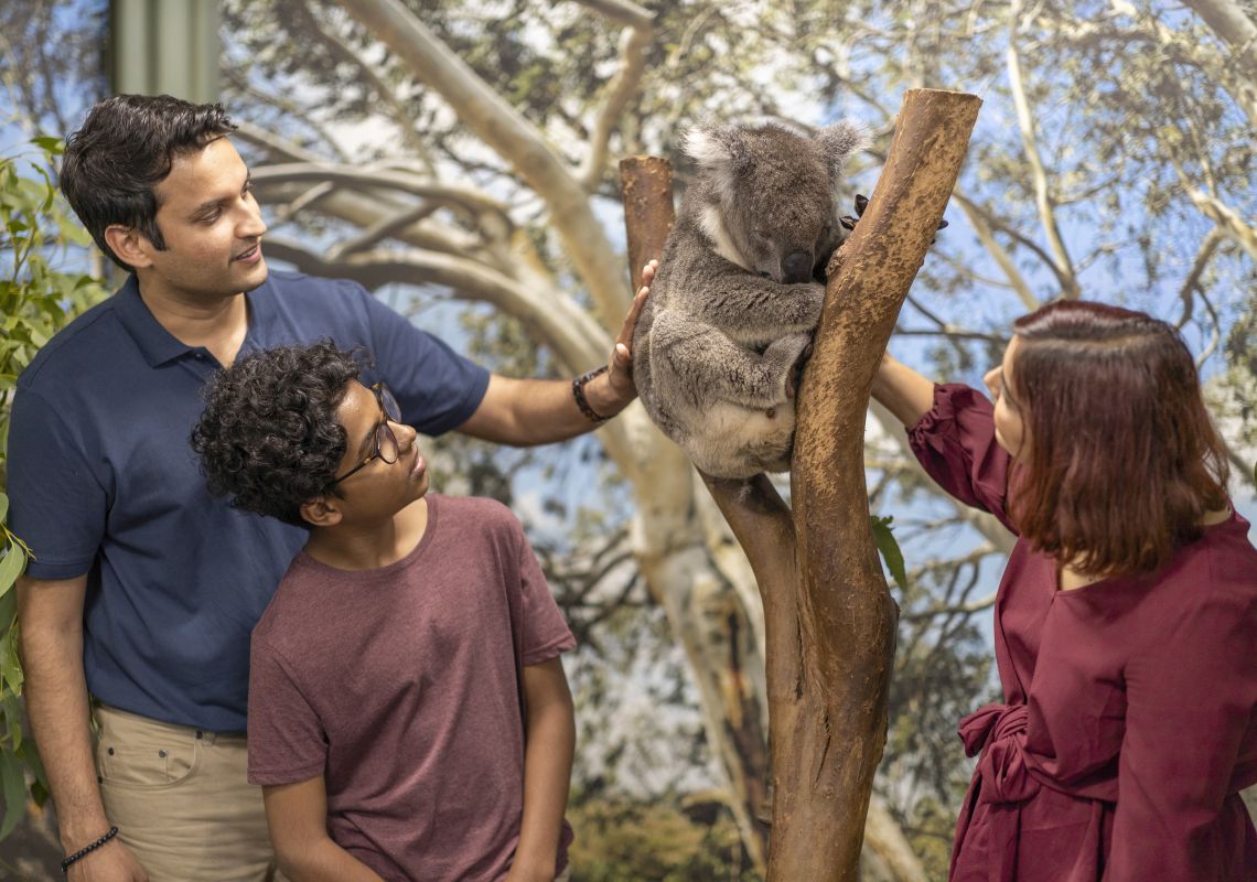 Family enjoying a koala encounter at Featherdale Wildlife Park, Doonside in Sydney's west