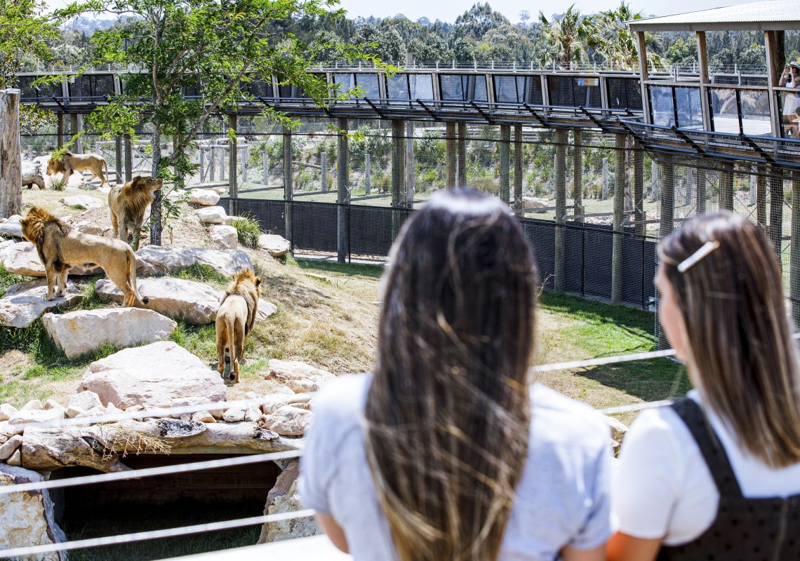 Women viewing the lions in the Africa exhibit at Sydney Zoo, Bungarribee in Western Sydney