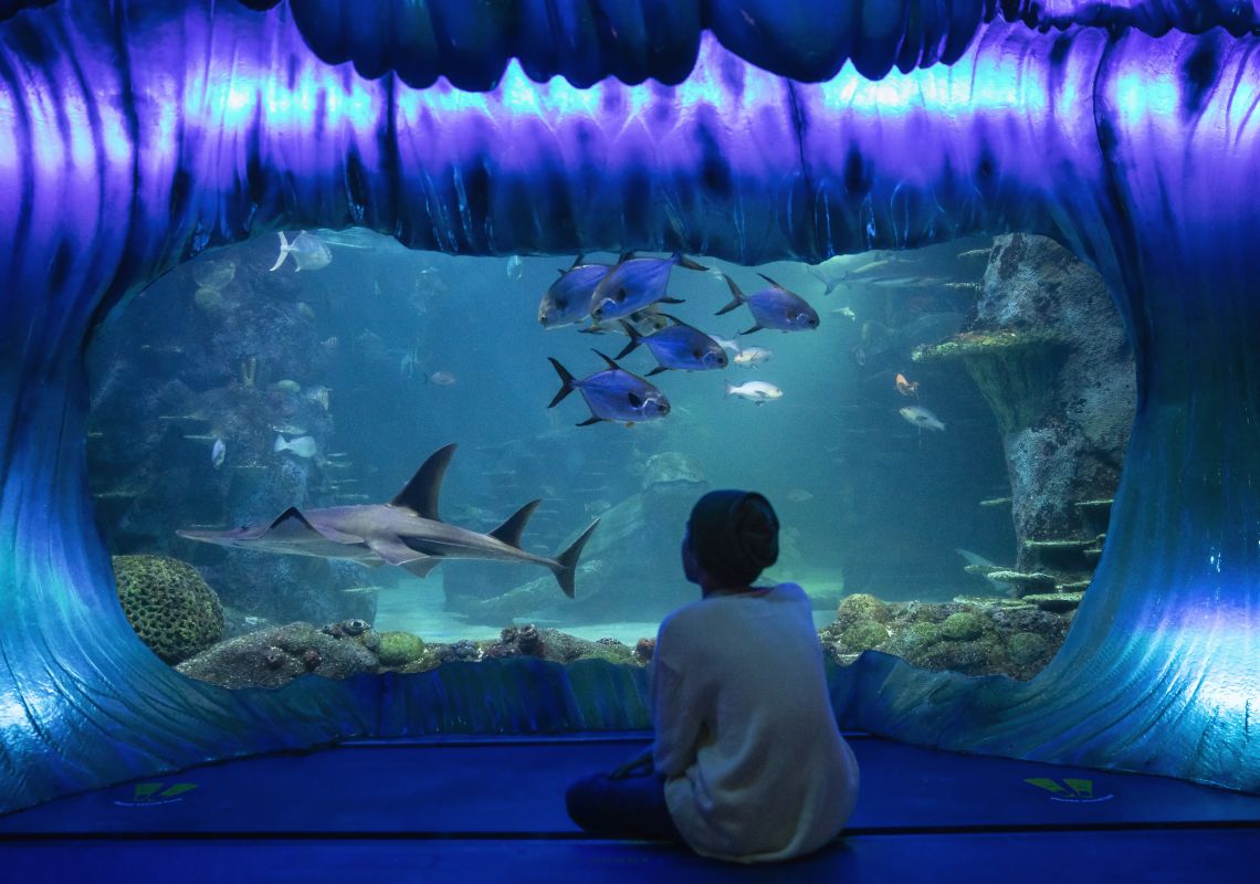 Young boy enjoying his visit to SEA LIFE Sydney Aquarium, Darling Harbour.