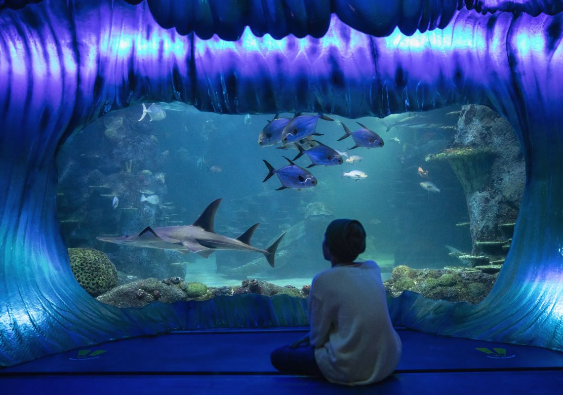 Young boy enjoying his visit to SEA LIFE Sydney Aquarium, Darling Harbour.