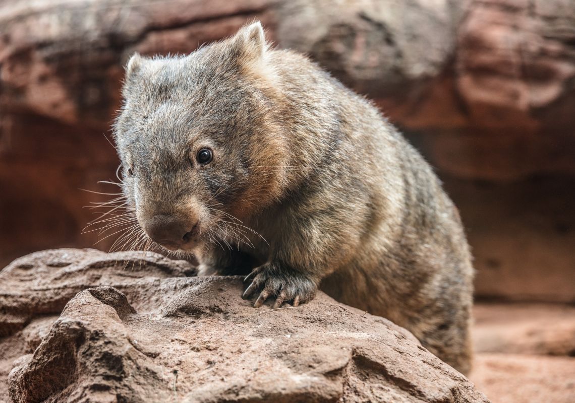 Zoos & Wildlife in Sydney | Official Sydney Tourism Website Zoos & Wildlife in Sydney | Official Sydney Tourism Website