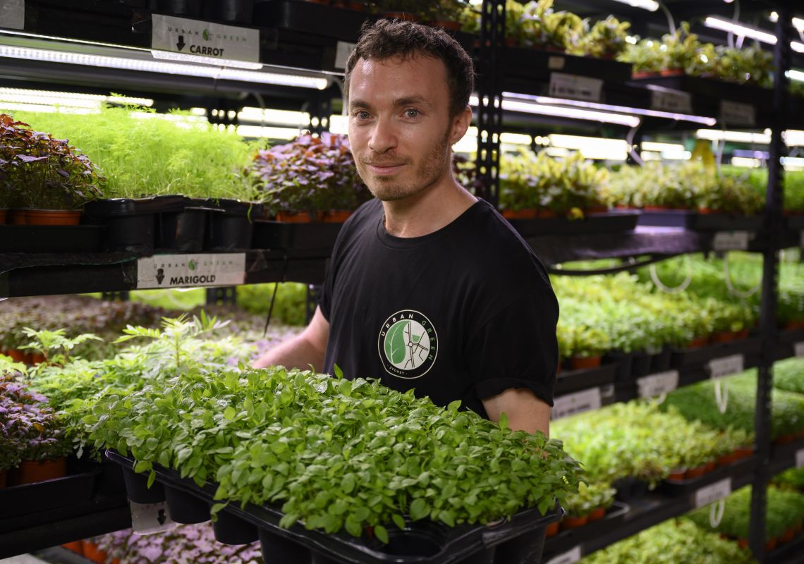 Fresh microgreens at Urban Green Sydney with founder and farmer, Noah Verin in Sydney City