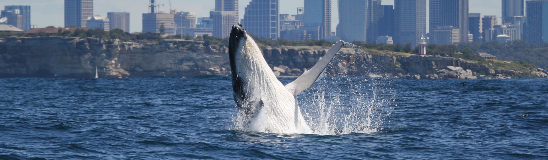 whale watching in sydney whale watching season cruises tours