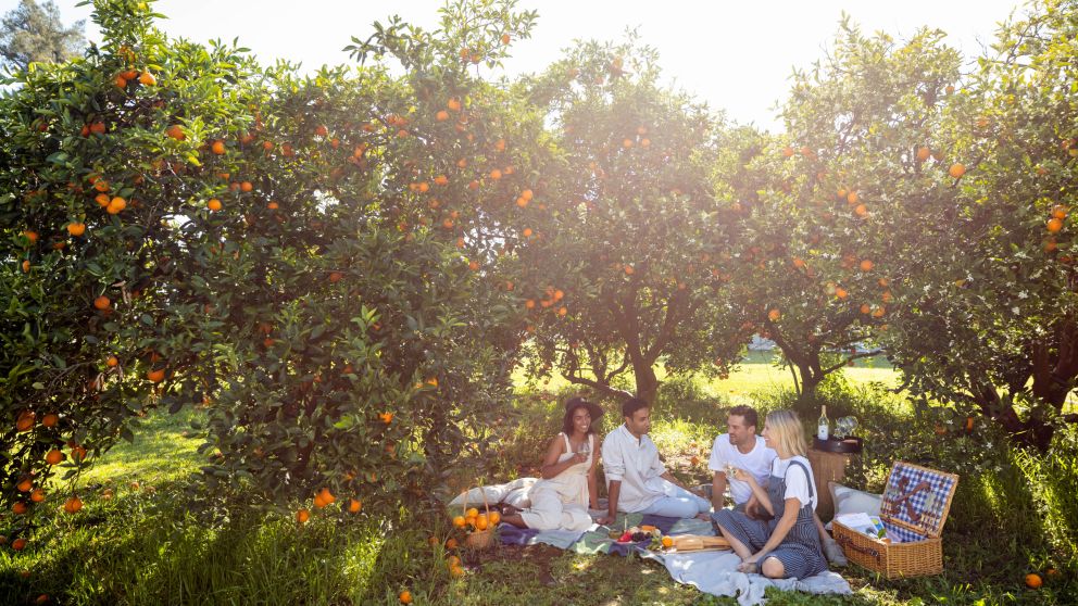 Group of Friends picnicing in the Hawkesbury Area