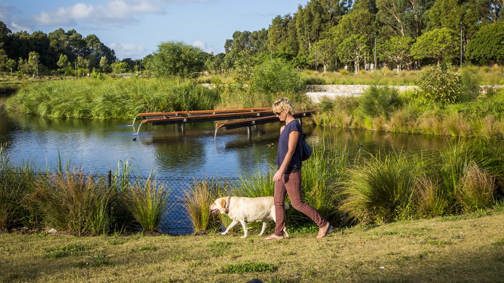 Woman walking her dog by the picturesque wetlands located in the award-winning Sydney Park, St Peters