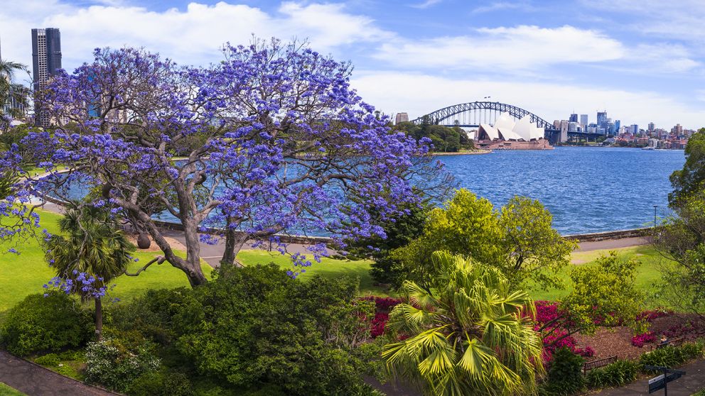 Jacaranda trees in full bloom in Royal Botanic Garden Sydney