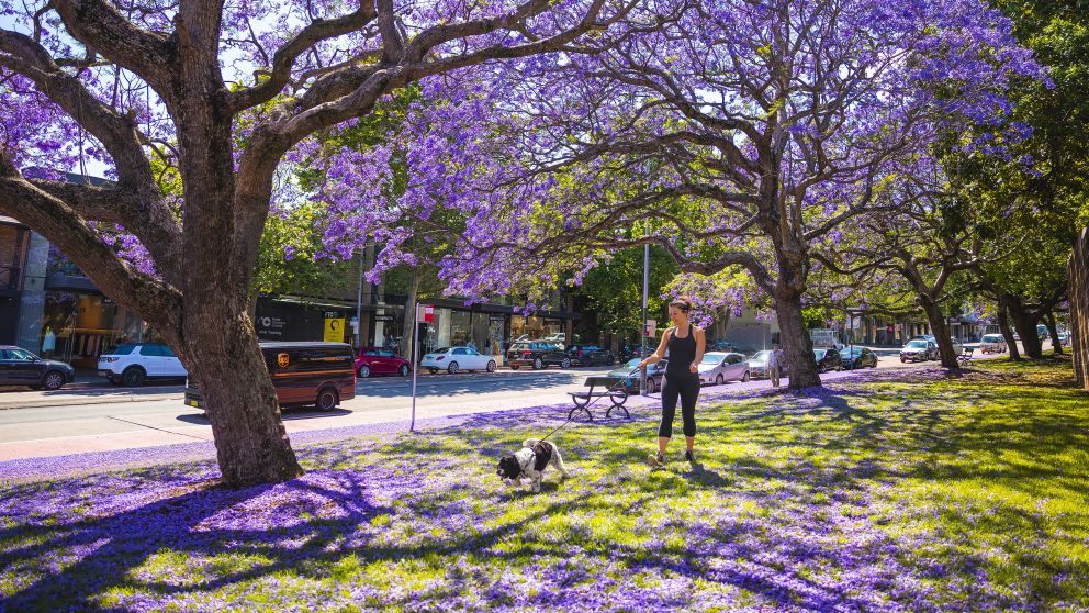 Jacarandas in bloom - Paddington