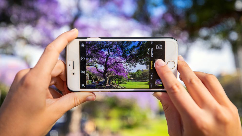 Person taking a photo of jacarandas along McDougall Street, Kirribilli