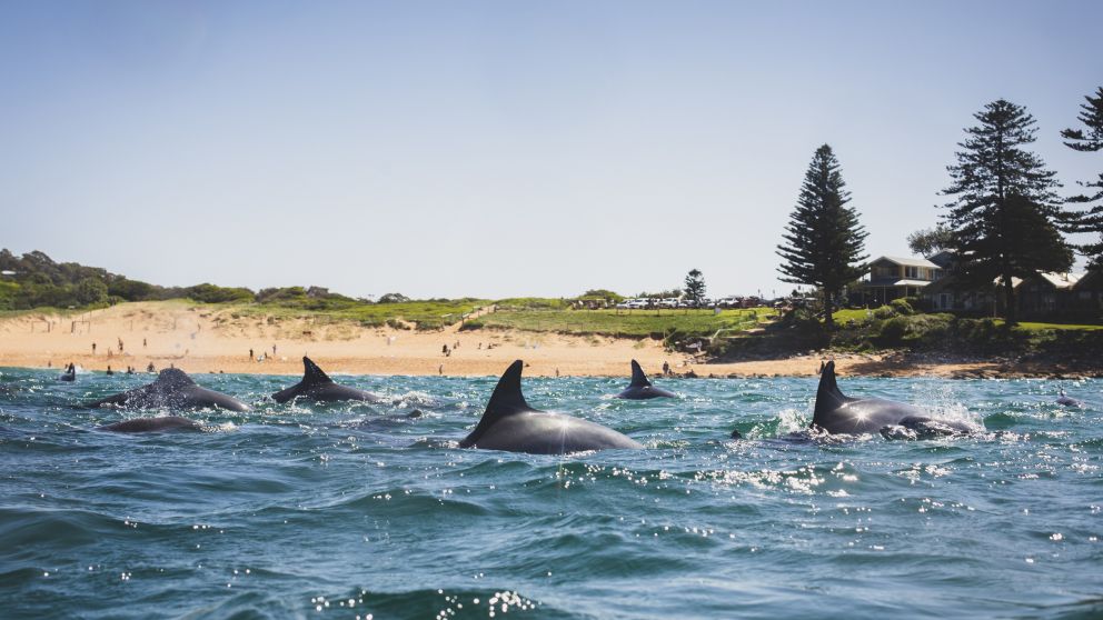 Avalon Beach - Northern Beaches - Sydney