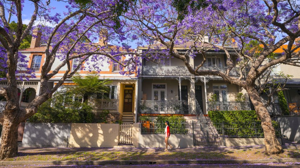 Woman walking along McDougall Street in Kirribilli to view the jacarandas, Sydney 