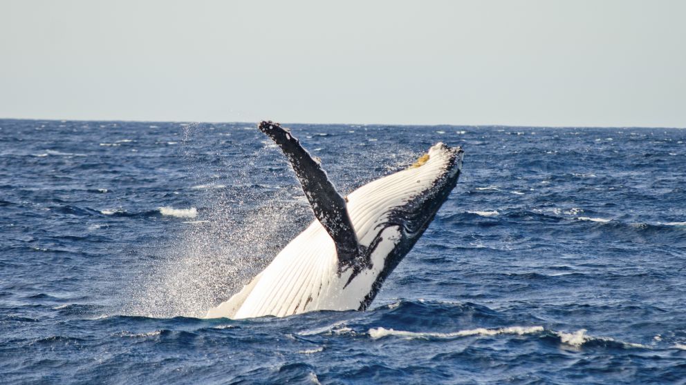 A whale breaches out of the water off Sydney waters