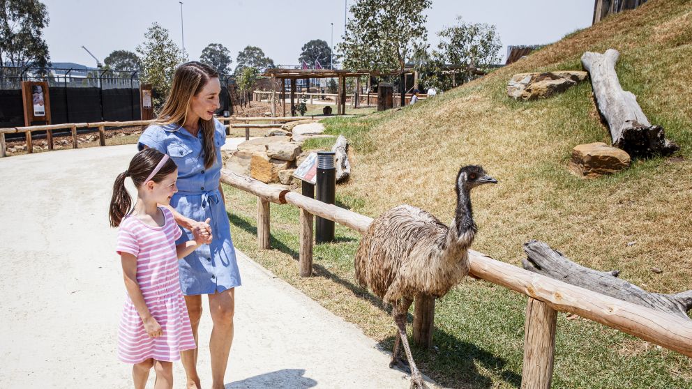 Resident emu greeting visitors at Sydney Zoo, Bungarribee in Western Sydney