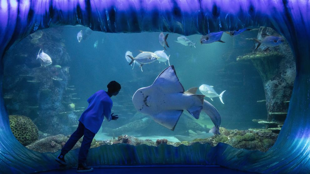 Young boy enjoying his visit to SEA LIFE Sydney Aquarium, Darling Harbour