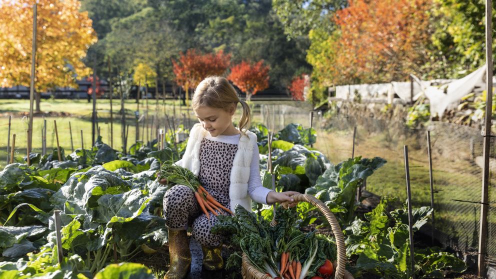 Young girl harvesting vegetables from the grounds at Cross Park homestead in Lower MacDonald