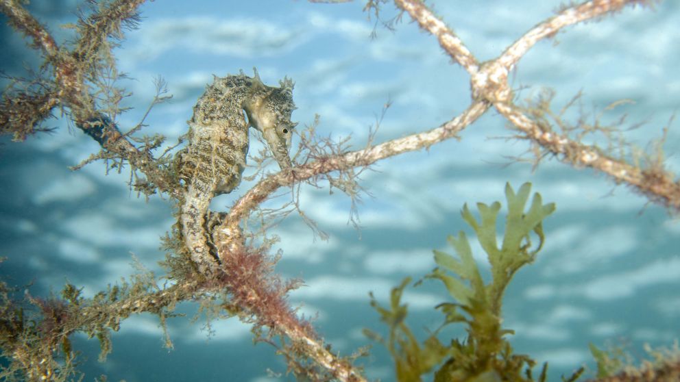 White Seahorse at Chowder Bay. Image Credit: Jayne Jenkins
