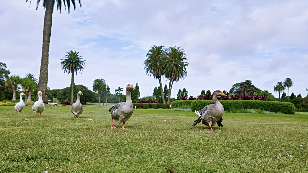 Resident ducks waddling across the lawns in Centennial Parklands